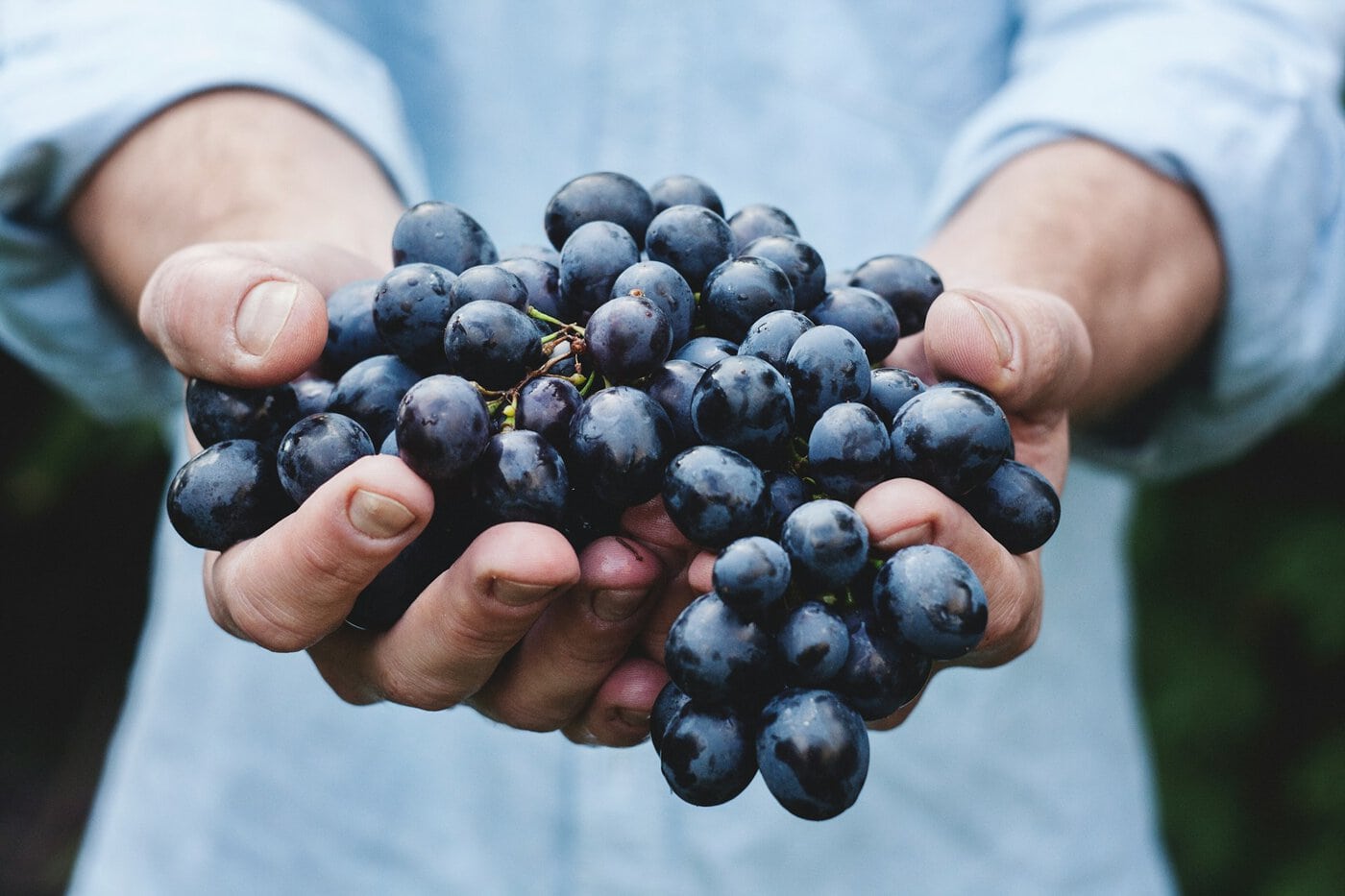 A person holding a bunch of ripe, dark blue grapes in their hands.