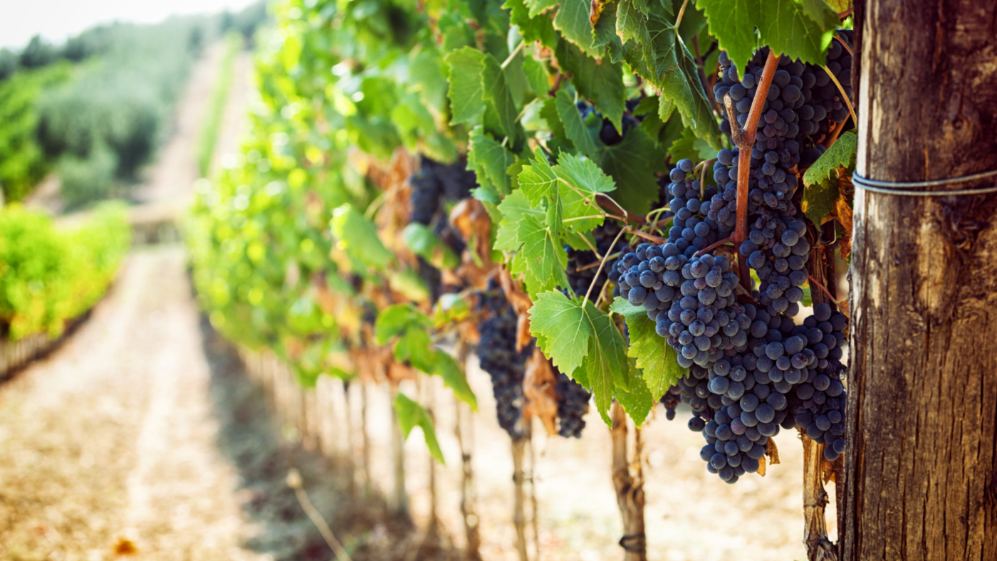 A row of grapevines in a vineyard with dark blue grapes.