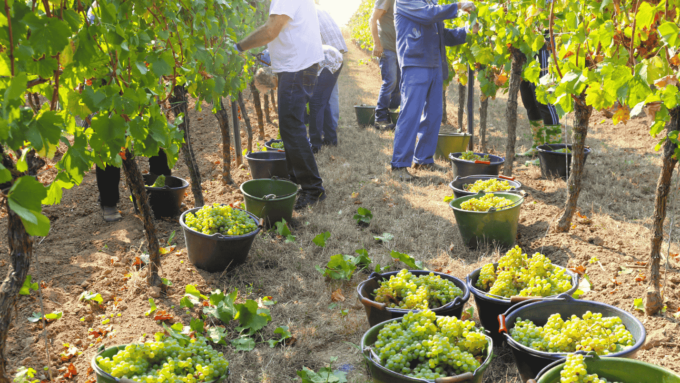 A Row Within A Vineyard Where Workers Are Harvesting Grapes.