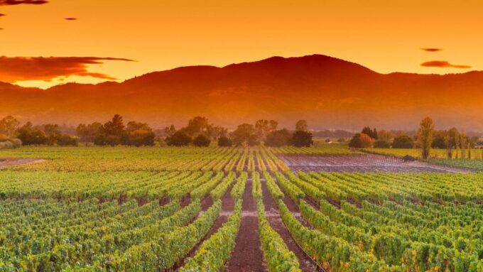 A view of a large vineyard in at sunset with mountains in the distance.