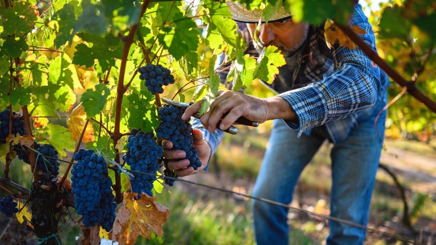 A vineyard worker uses clippers to harvest ripe dark grapes.