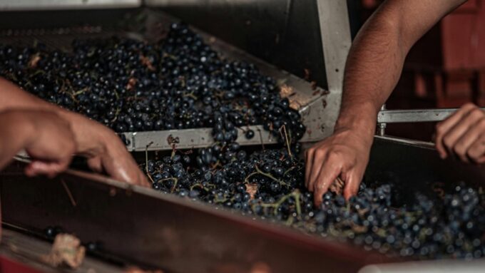 Workers sift through a conveyor belt full of harvested red grapes.