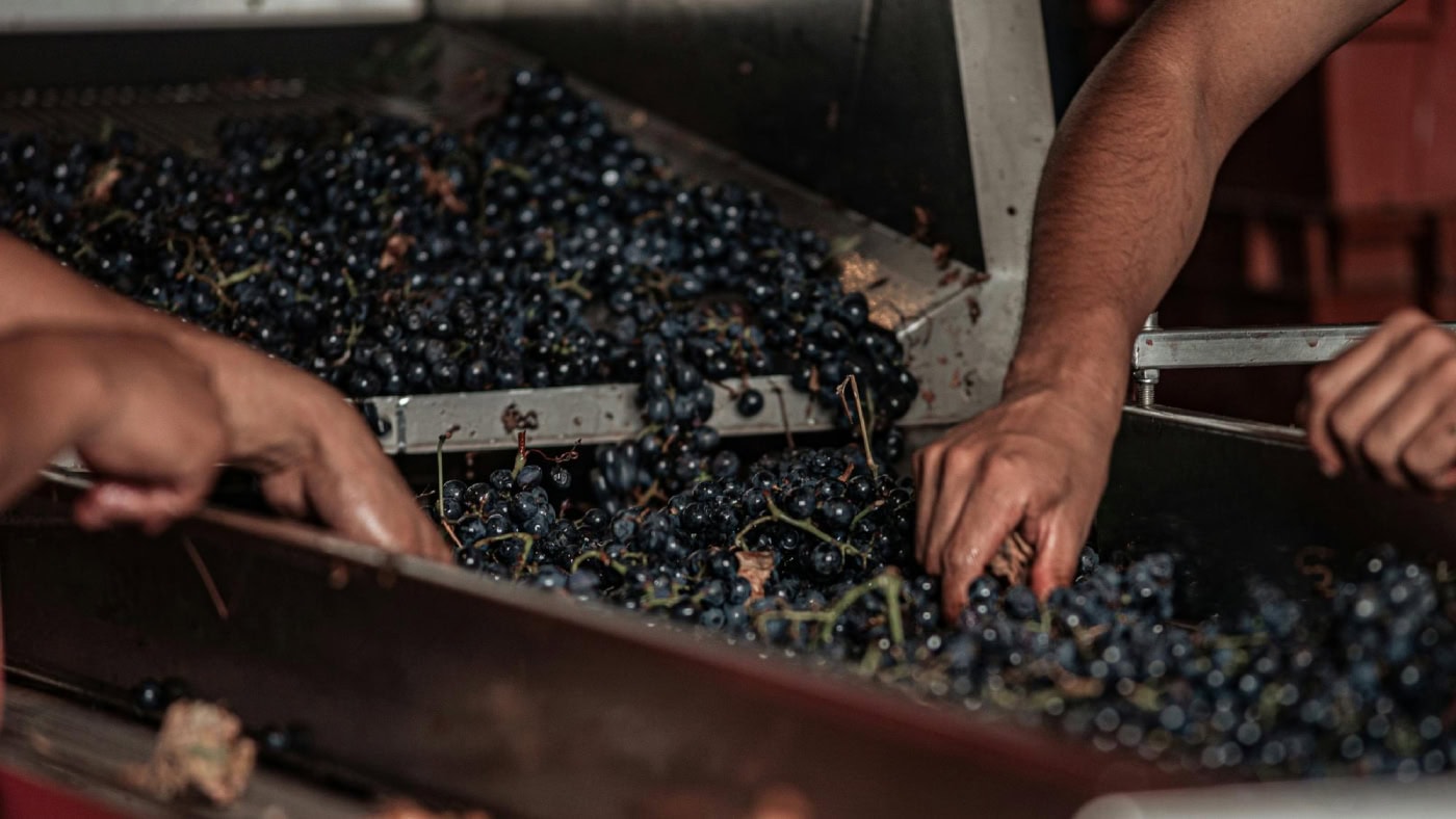 Workers sift through a conveyor belt full of harvested red grapes.