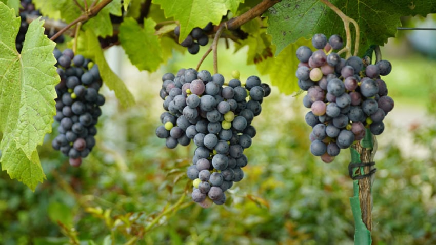 A grape vine growing at a distillery for eventual use in NA wine.