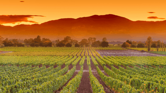 A large vineyard under a setting sun on a hot day.