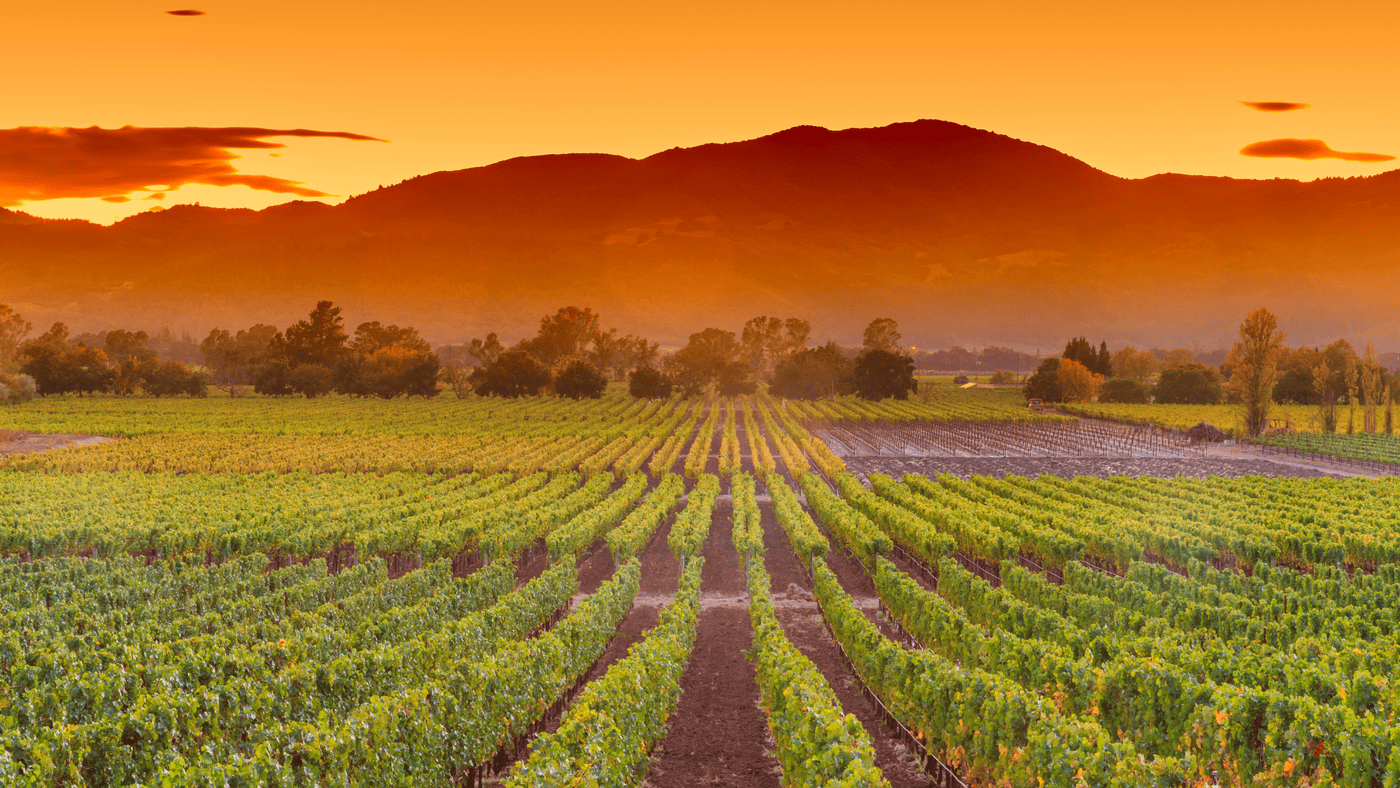 A large vineyard under a setting sun on a hot day.