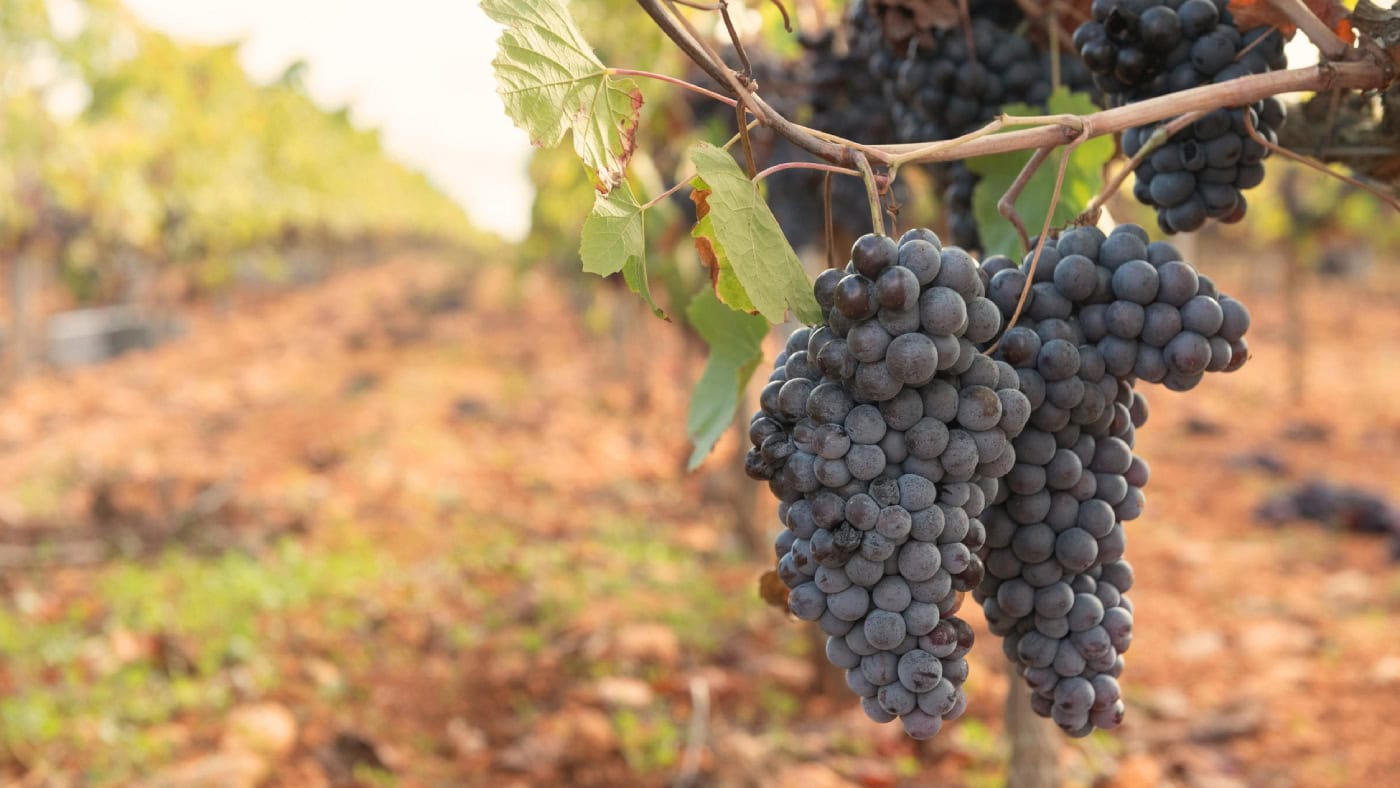 A close-up images of dark-colored grapes on the vine during summer time.