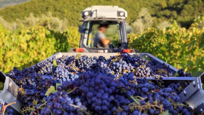 A tractor pulls beds full of red grapes during harvest season.