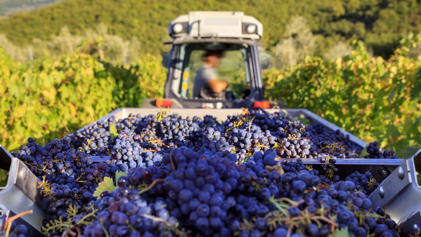 A tractor pulls beds full of red grapes during harvest season.